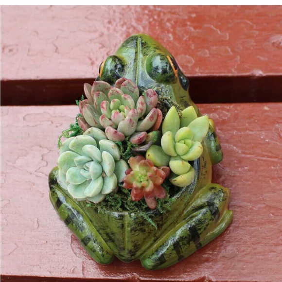 Frog Planter Medium Flower Pot Resin Succulent Tabletop Container Decor - Picture 2 of 2